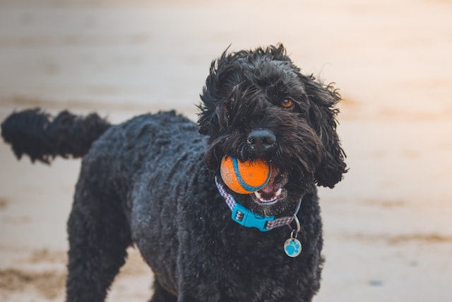 Black poodle