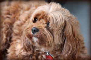 cavoodle