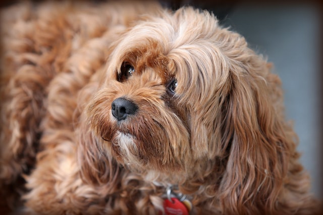 cavoodle