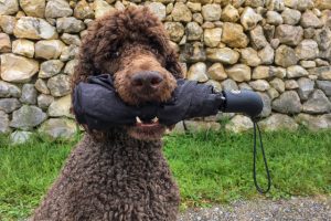 king poodle