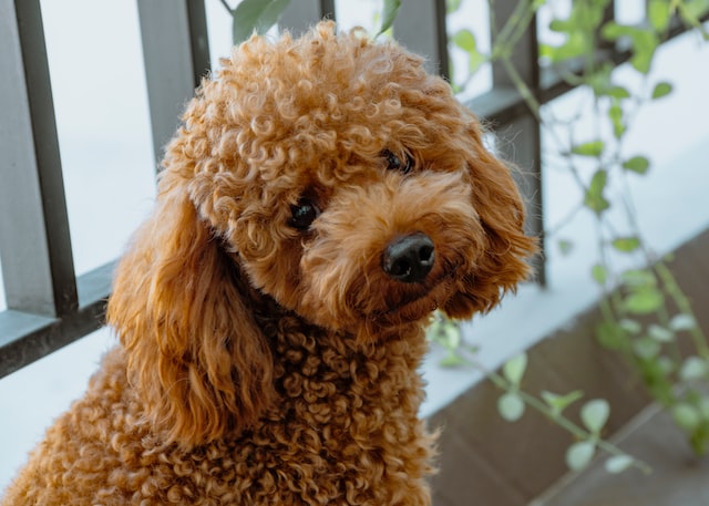 Hypoallergenic coat