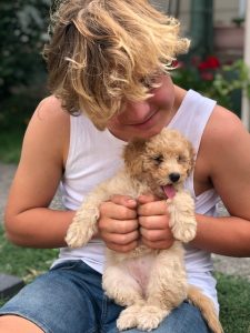 A happy poodle puppy