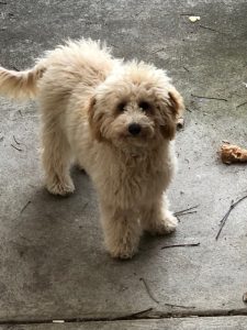 Grooming poodle puppy