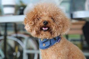 Miniature poodle