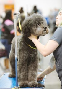 Standard poodle grooming