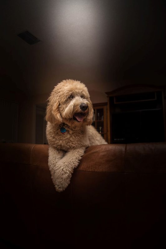 Hypoallergenic dog