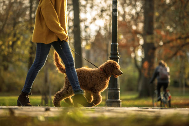 walking the poodle istockphoto-1203699410-612x612