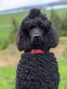 Are poodles intelligent
