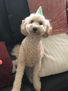 Poodle intelligence