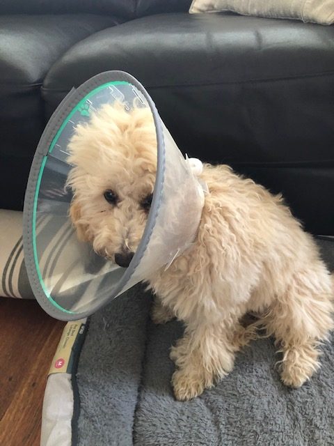 Should I de-sex my dog_spaying-1