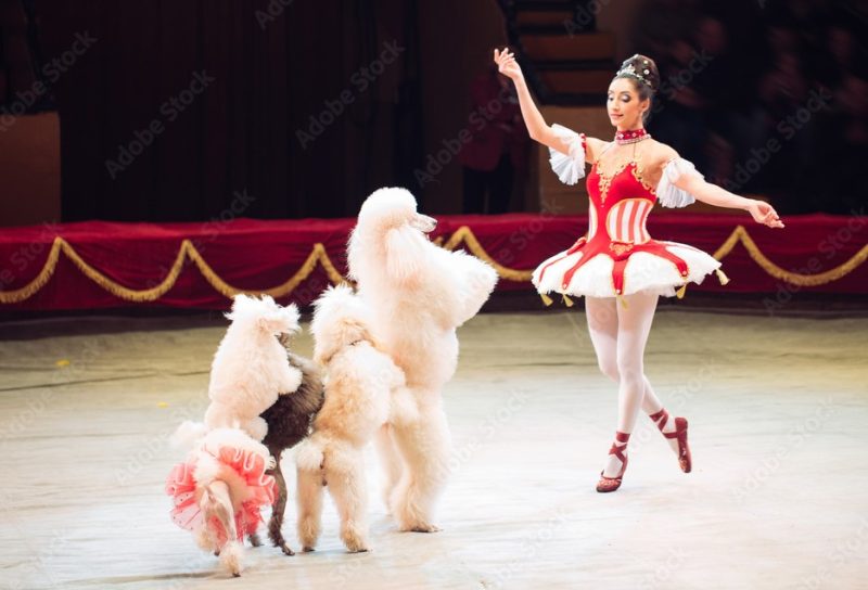 Performing-poodles_Circus_1000_F_280939483_kDBF7DsuU4ApmGxItO1aZIcXsg3HprNQ