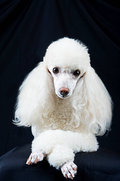Poodle posing_istockphoto-172345334-612x612-1