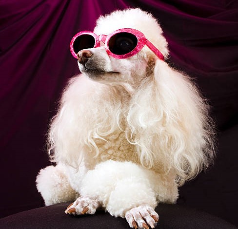 film star poodle istockphoto-172409492-612x612