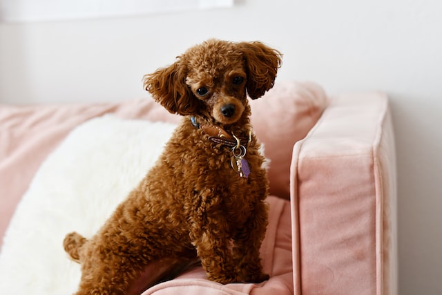 Toy poodle 2